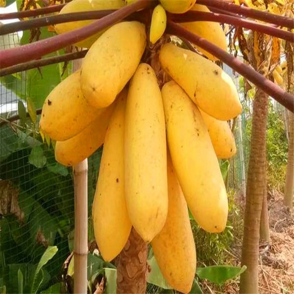 Aparador de frutas para Flores Papaya Muebles de plantas