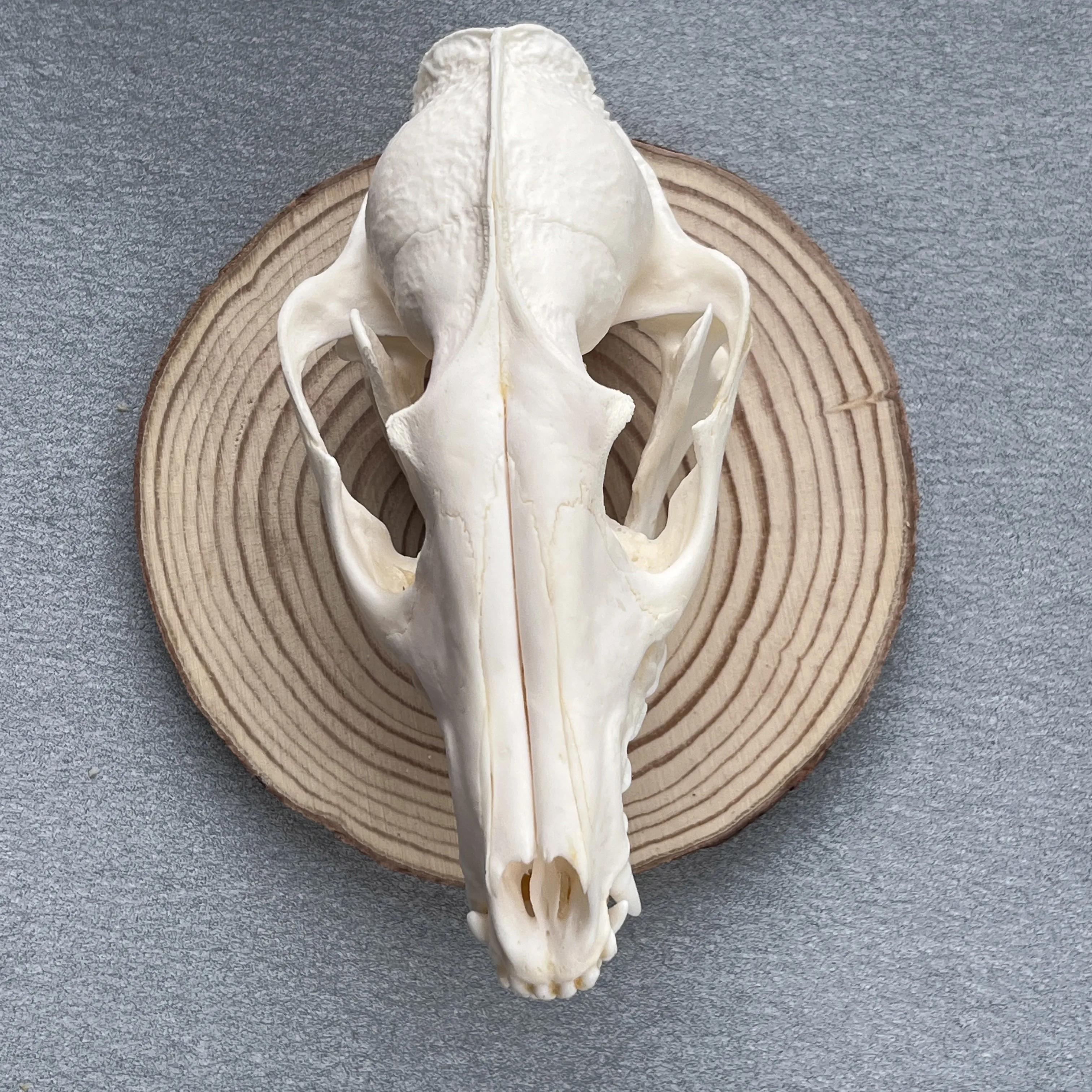 Taxidermy Real Bone Raccoon Skull, Bones Real for Craft, Skull Decoration for Home, Specimen Collectibles Study, Special Gifts