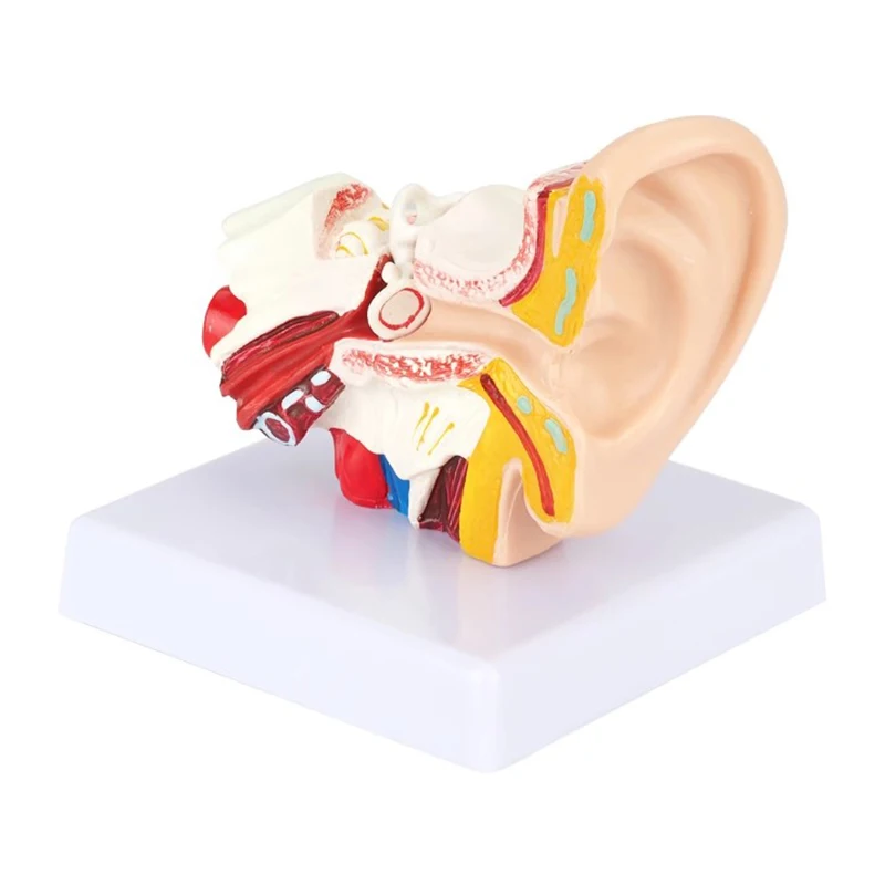 

1,5 раза в натуральную величину, анатомическая модель человеческого уха, орган, медицинские анатомические учебные принадлежности, модель для исследования