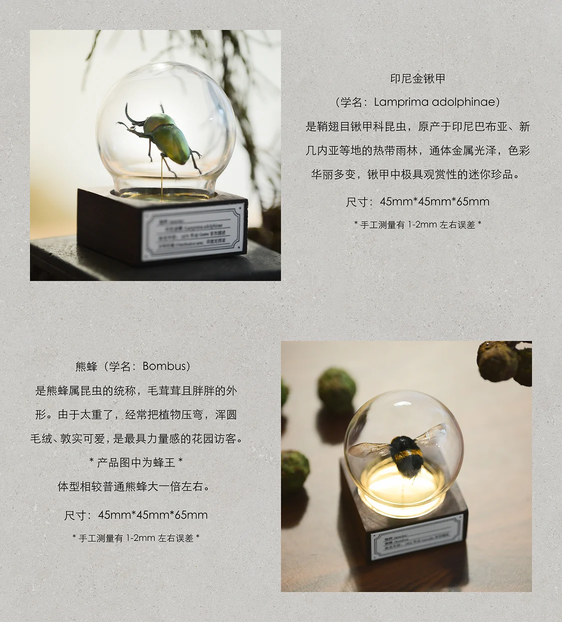 Mini bola de cristal de muestra de serie de mariposas de nogal clásico Original, colección de decoración de escritorio hecha a mano, regalo creativo para Festival