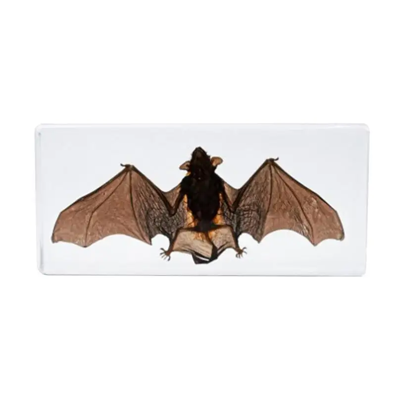 

Bat Specimen Realistic Resin Taxidermy Bat Educational Displays Bat Specimen for Science Classroom Science Education Enthusiasts