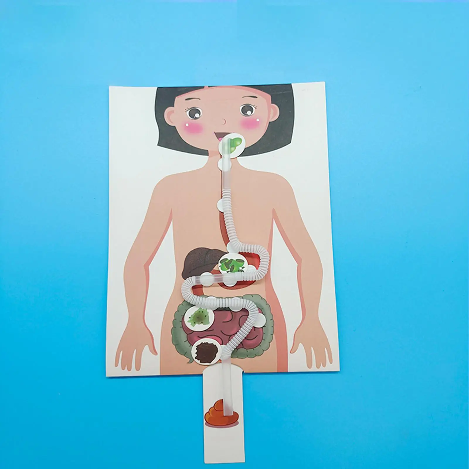 Human Digestive System, Creative Simulation of Body Parts, Organs for Boys And