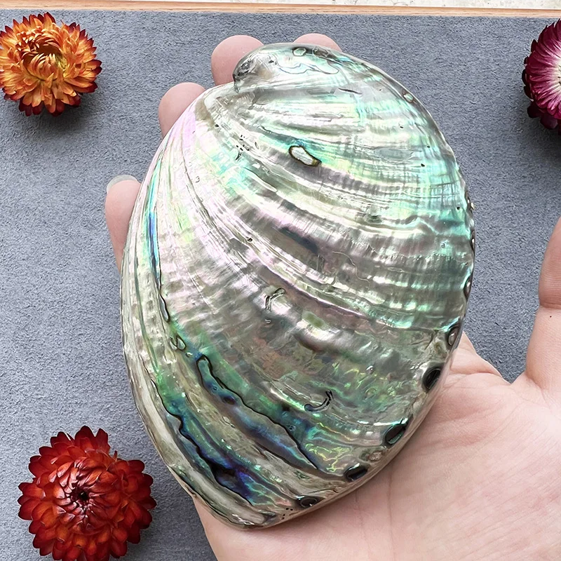 Natural Abalone Shell Polished Seashell Beach Decoration for Home Car Wedding Aquarium DIY Jewelry Making Material Craft