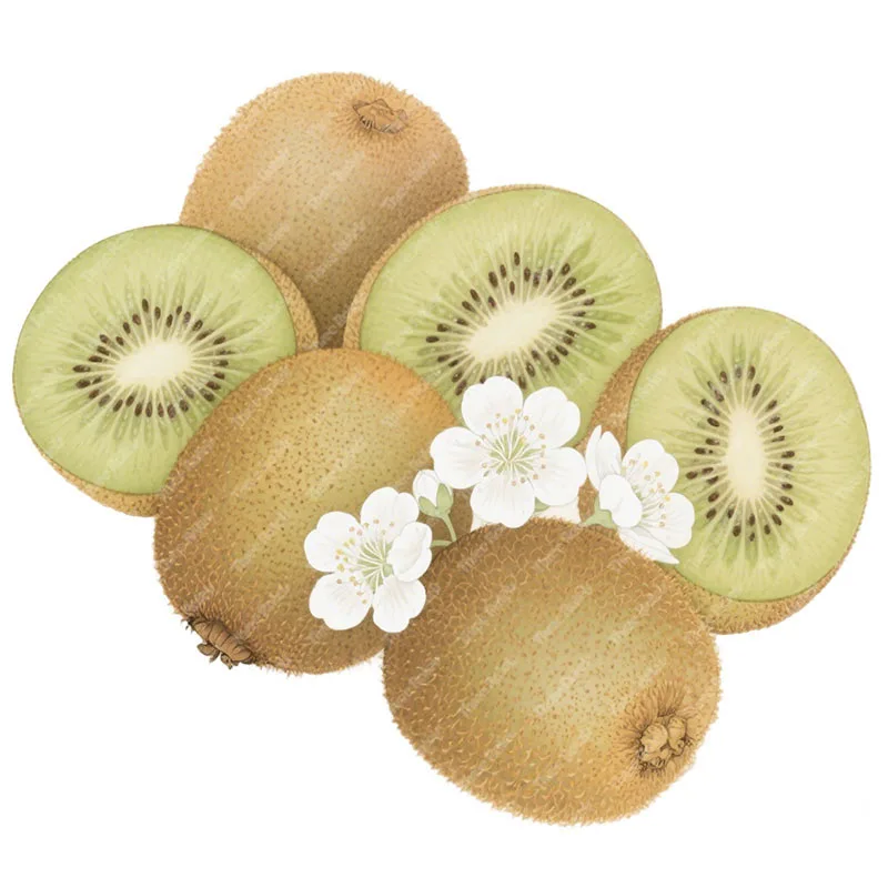 Three Ratels CAA86  Fresh kiwi fruit wall stickers for home decoration Kitchen refrigerator decal