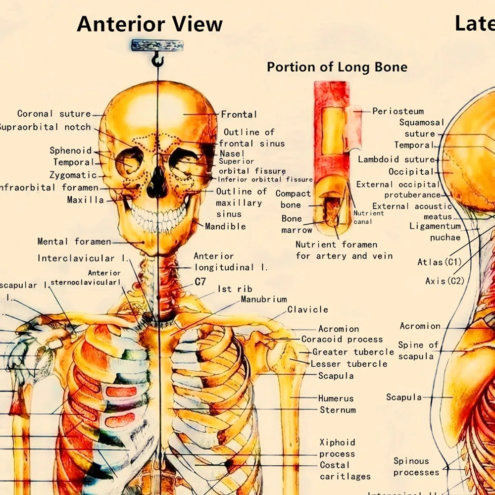 THE SKELETAL SYSTEM Vintage Medical Posters & Prints Human Anatomy Wall Art Painting Wall Chart Hospital Clinic Home Room Decor