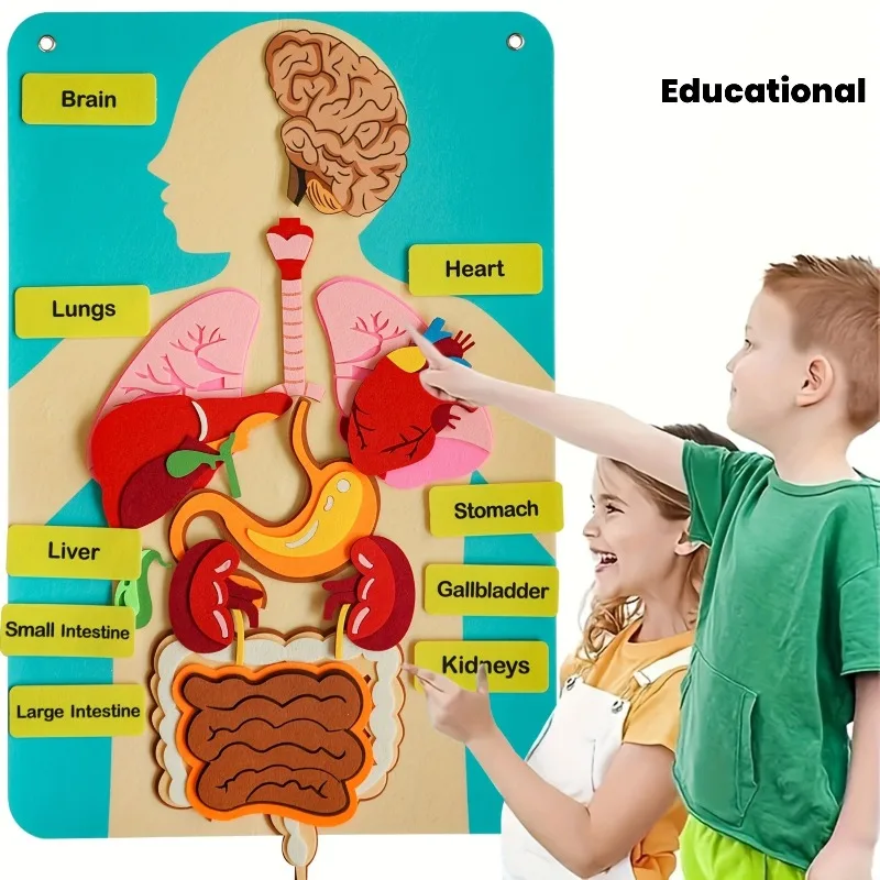 

3D Felt Toys of Human Body Parts Organs, Anatomical Charts of Human Structure - for Educational Games in Classrooms And at Home