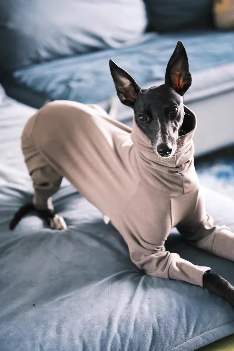 Sudadera suave de primavera para Whippet, moda para perro, abrigo verde cálido de otoño para Bedlington, pijamas negros marrones galgo italiano