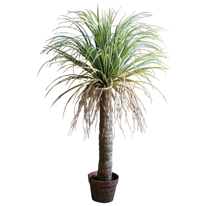 

Simulation, dragon blood tree, indoor, large, green plants, potted plants, living room, floor, decoration