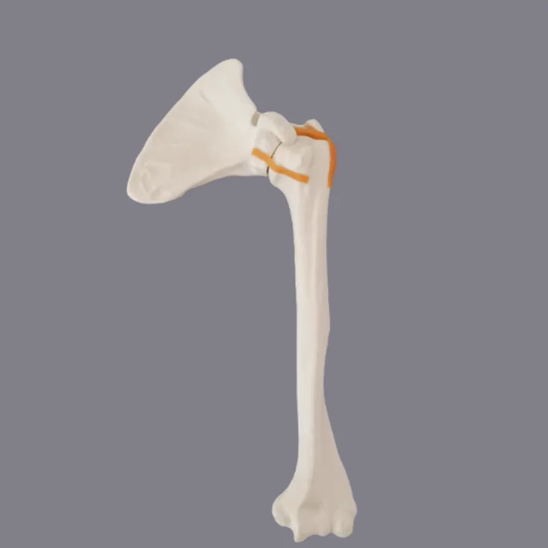 High-quality skeletal anatomy shoulder joint teaching and training mode