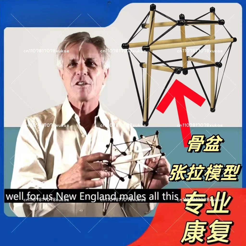 Pelvic Tensioned Overall Model Structure Practical Rehabilitation Fascia Tensioned Body Teaching  Demonstrate Dynamic Anatomy