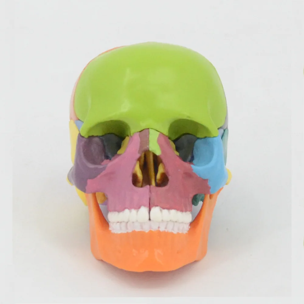 1/2 Life Size Skull Model Medical Science Detachable Color Head Skull Anatomy Teaching AIDS Oral Simulation Medico Supplies Educ