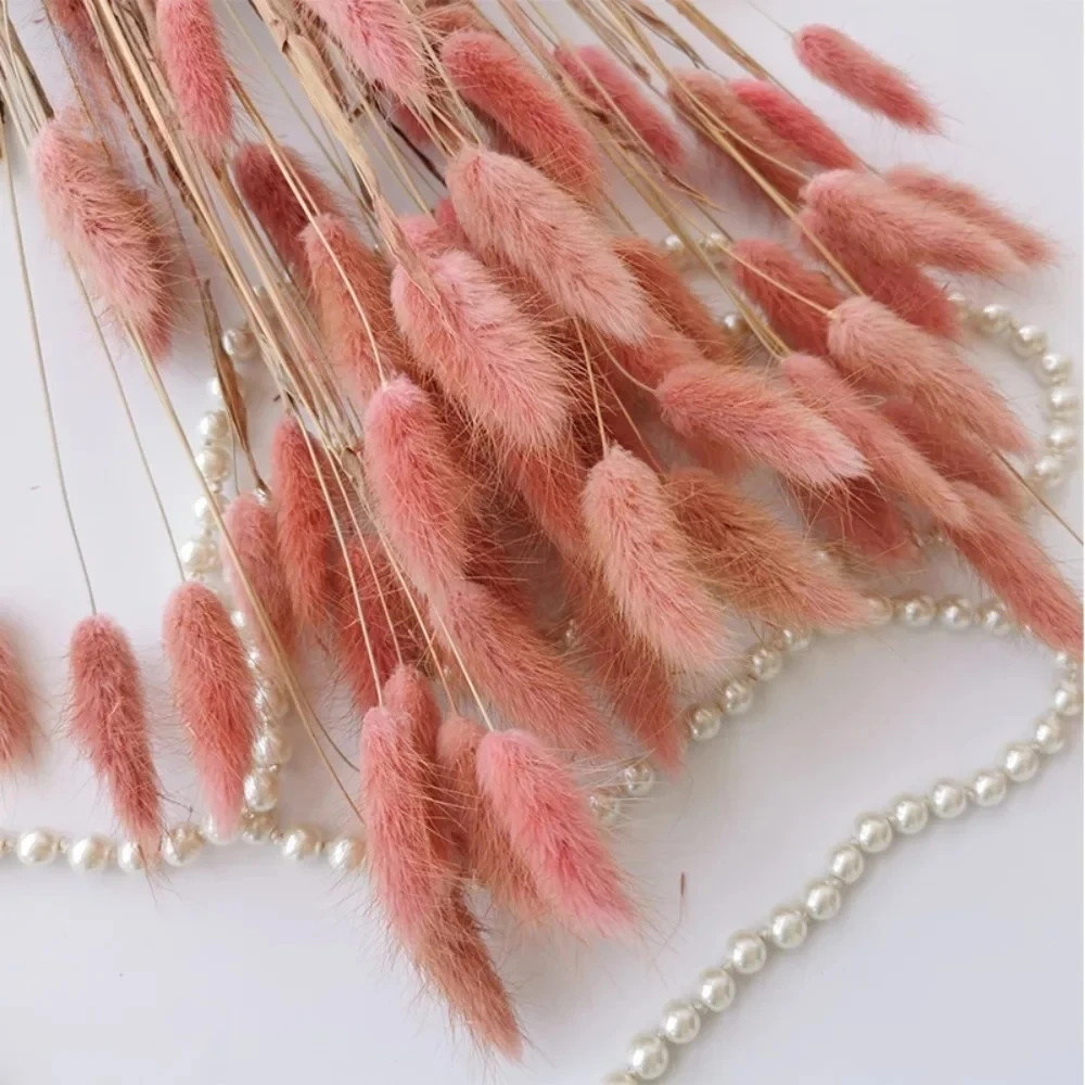 60pcs/bundle Natural Bunny Rabbit Tail Grass Dried Flower Home Decor Bouquet Colorful Lagurus Ovatus Wedding Floral Arrangements - Image 6
