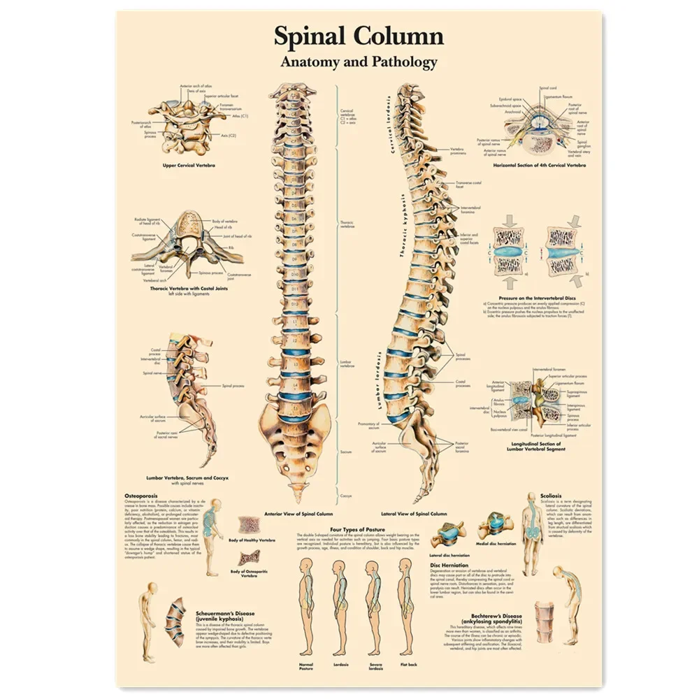Spinal Column Vintage Kraft Paper Wall Art Painting Human Anatomy Medical Posters & Prints Wall Stickers Home Decor Chart