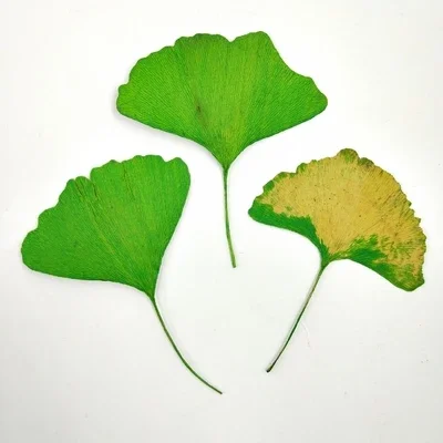 20pcs,Natural Pressed Ginkgo leaves,Eternal Real leaves for DIY Wedding invitation Art Bookmark Gift Card,Scented candles decor