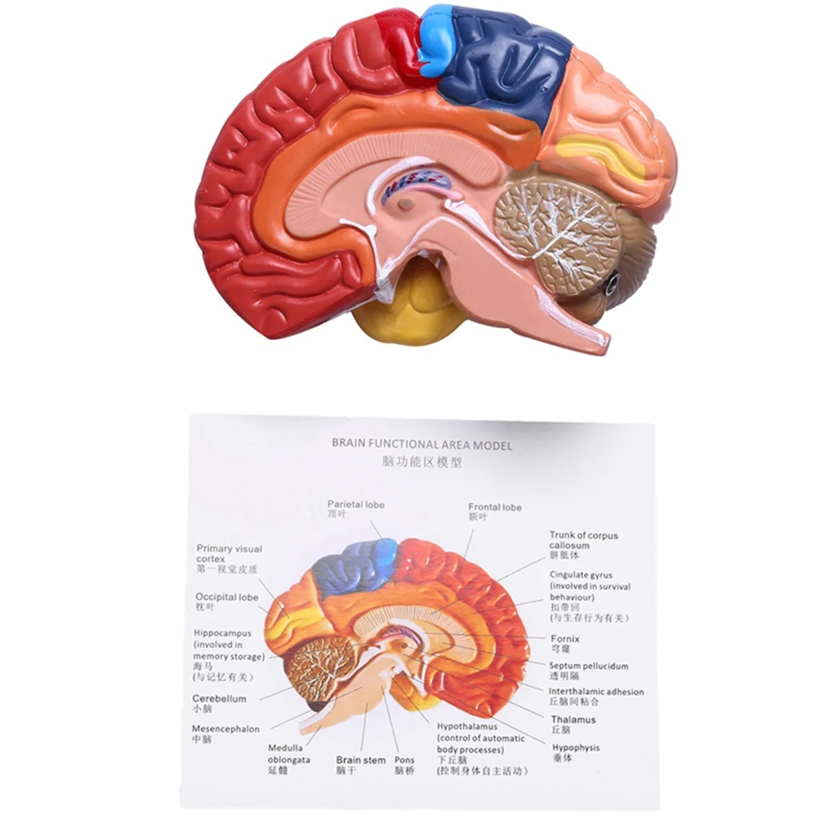 Cerebral Anatomical Model Anatomy 1:1 Half Brain Brainstem Teaching Lab Supplies