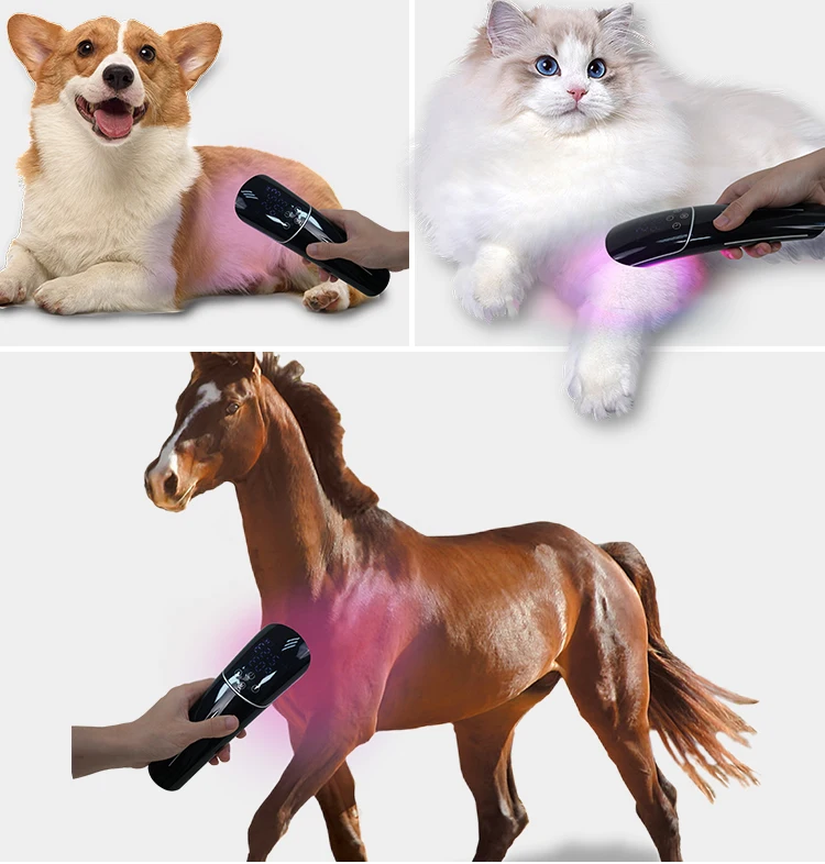 أداة علاجية LED سوداء محمولة للقطط والكلاب، تصميم كلاسيكي منخفض المستوى مع خصائص التطهير