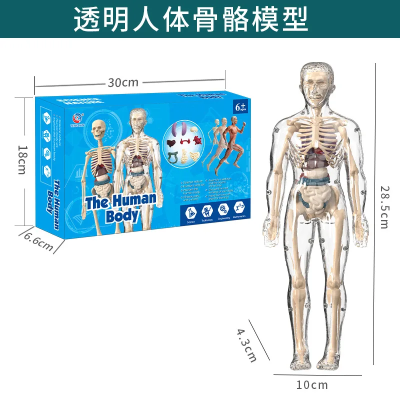 3d Human Body Torso Model For Kid Anatomy Model Skeleton Model Skeleton Construction Model Diy  Body  Organ Assembly Model