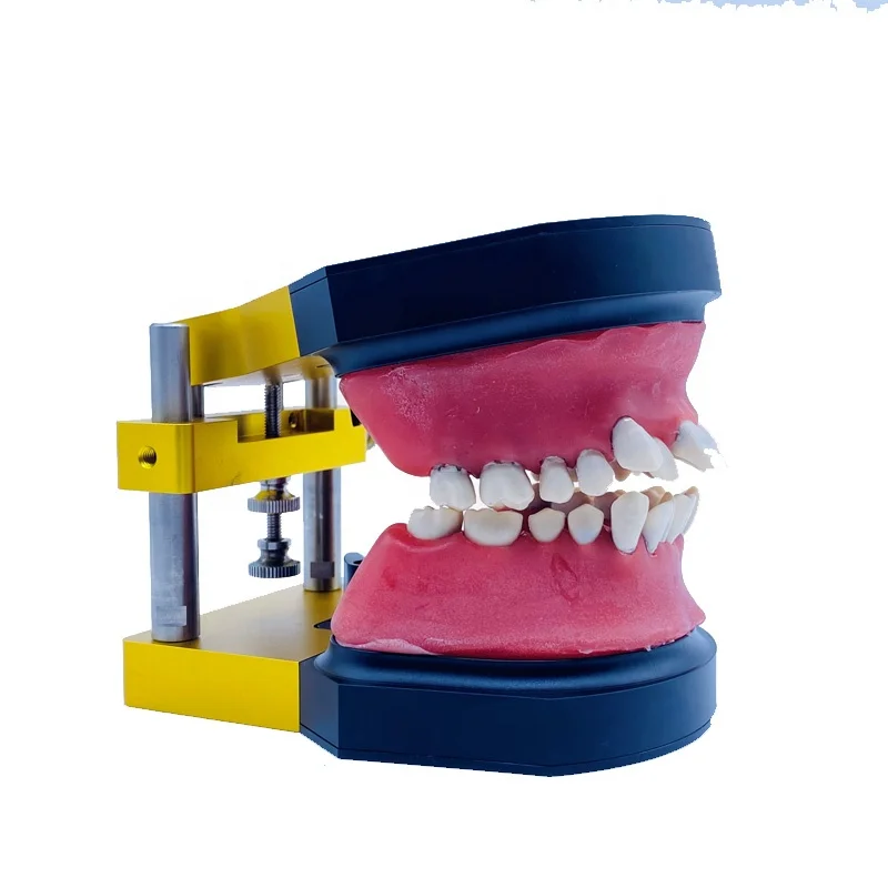 Aparato de ortodoncia YTYIN, equipo de soporte de Metal para enseñanza, soporte totalmente de Metal, modelo de dientes, modo modelo Ortho