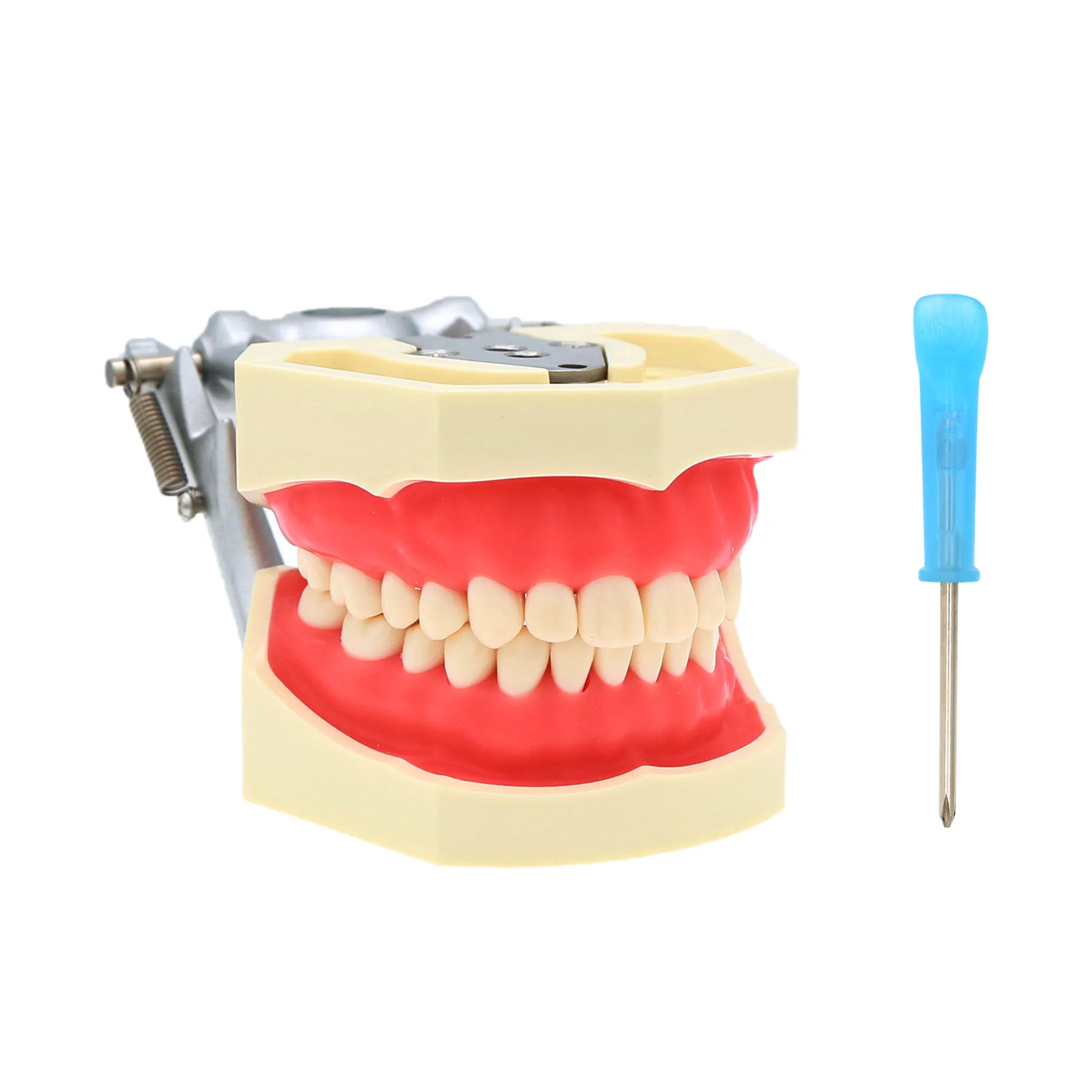 Kilgore Nissin 500 typ Dental Typodont Model 28 szt. Zęby wymienne wkręcane