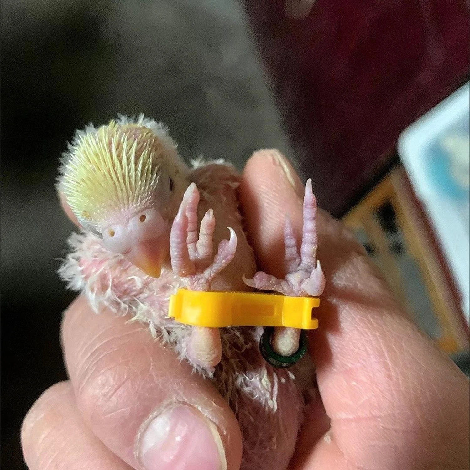 9pcs 4/5/6mm Fledgling Feet Corrector Rutin Chicken Budgie Cockatiel Nestling‌ Eight-Character Correction Ring Bird Supplies