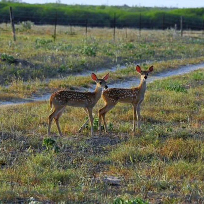 

4 шт. 100 мм 1/7 1/8 RC раллийные внедорожные багги шины колеса 17 мм шестигранные для ARRMA Trxs Redcat Team Losi Kyosho HPI WR8 HSP RC Car