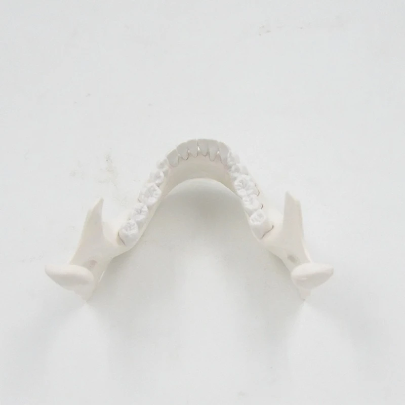 

Модель нижней челюсти, учебная модель для обучения стоматологии