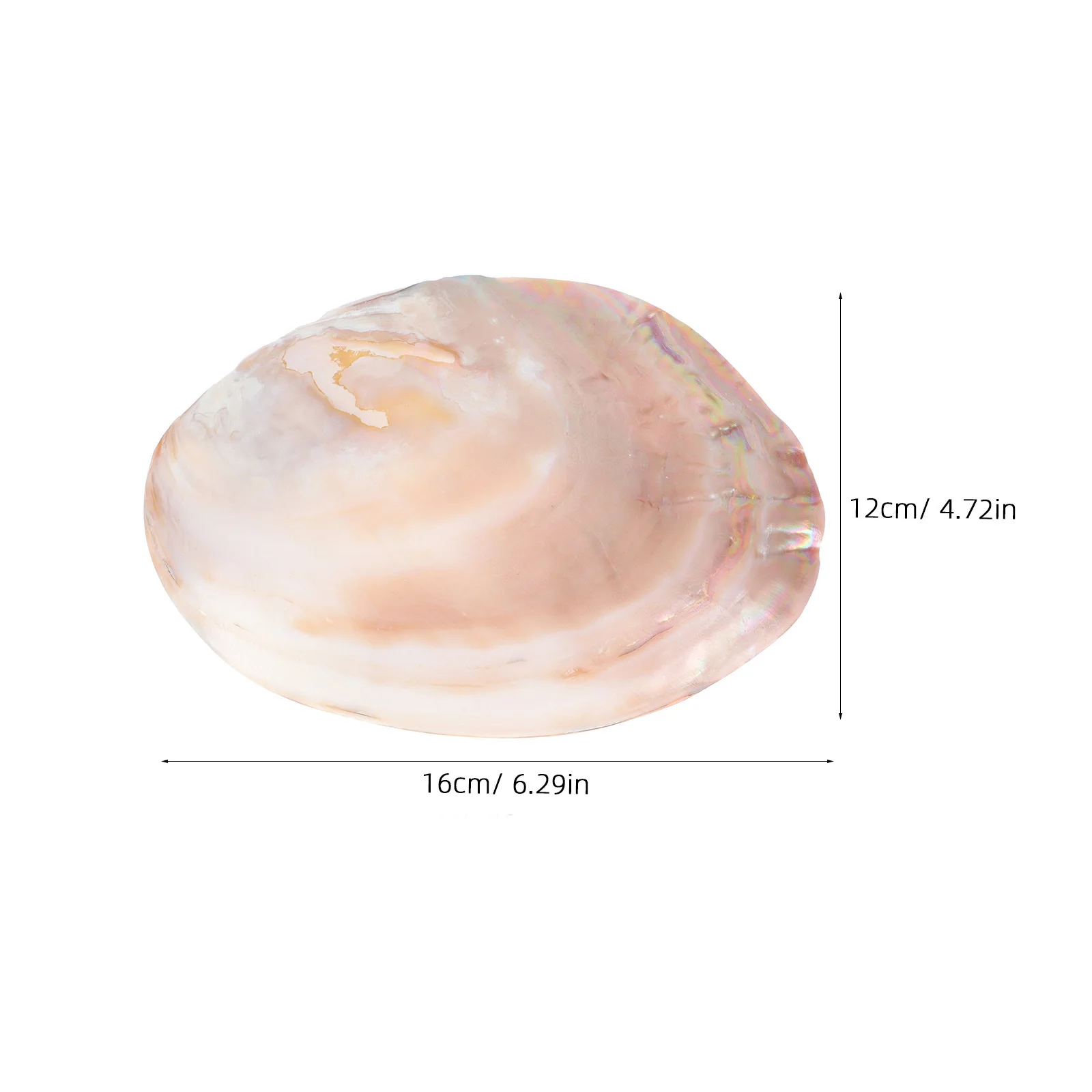 1 قطعة قذيفة الطبيعية الديكور محارة الغذاء لوحة مكشطة المجلس للمنزل مكتب مقهى ديكور الإبداعية فريدة من نوعها صينية تقديم #5