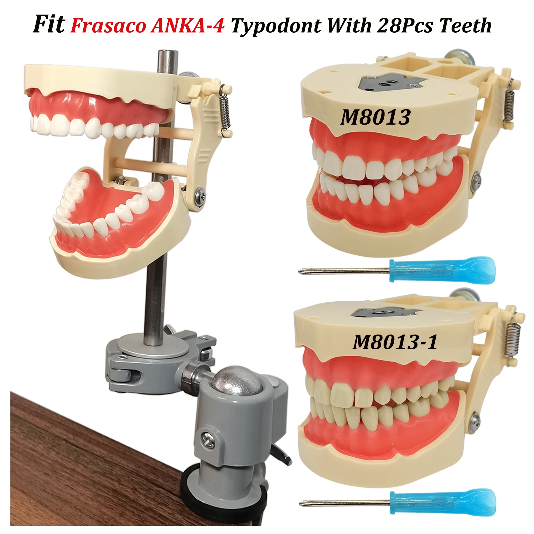 Frasaco ANKA-4 Typodont Fit Dental 28Pcs Screw-in Teeth Model Practice Filling Restoration Soft Gum Model With Mounting Pole