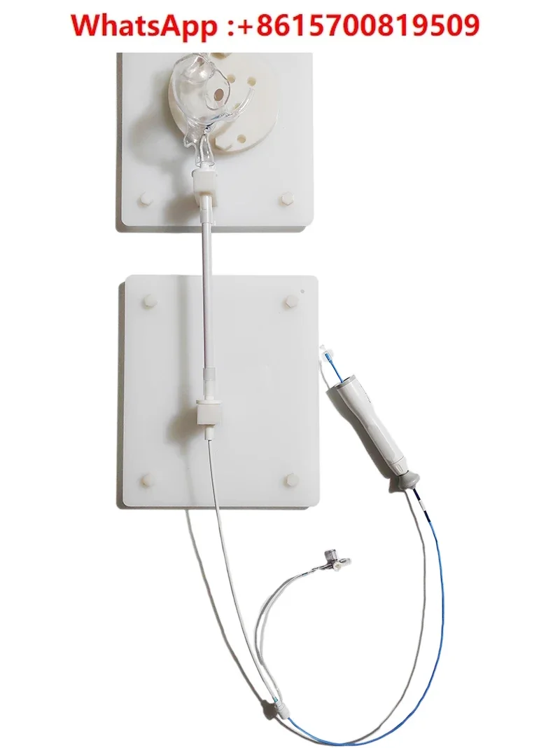 3D transparent heart right atrium model Atrial fibrillation electrophysiological simulator Radiofrequency ablation model