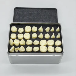 Dental 2 Times Permanent 32 PCS Teeth Model