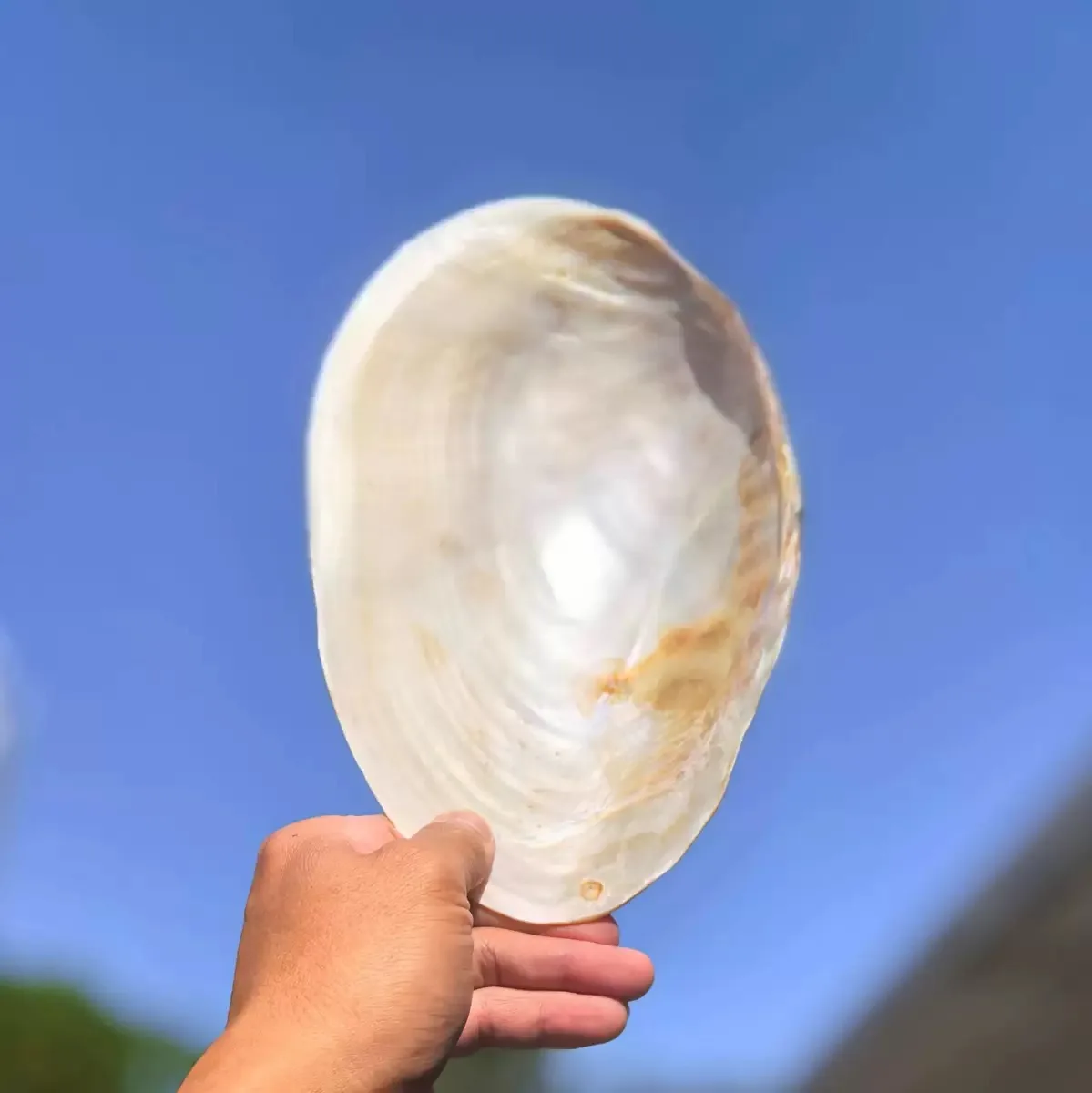 Large Pearl Mussel Shell 1pcs Large 27-28cm Shooting Props Conch Fish Tank Landscaping Decorative Ornament Fruit Plate