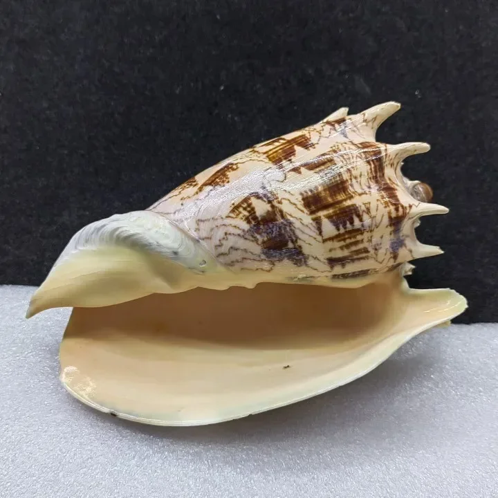 Volema Paradisical R Ö Ding Natural Conch Fish Tank Home Decoration Decoration Decoration Replacement Shell Specimen Collection