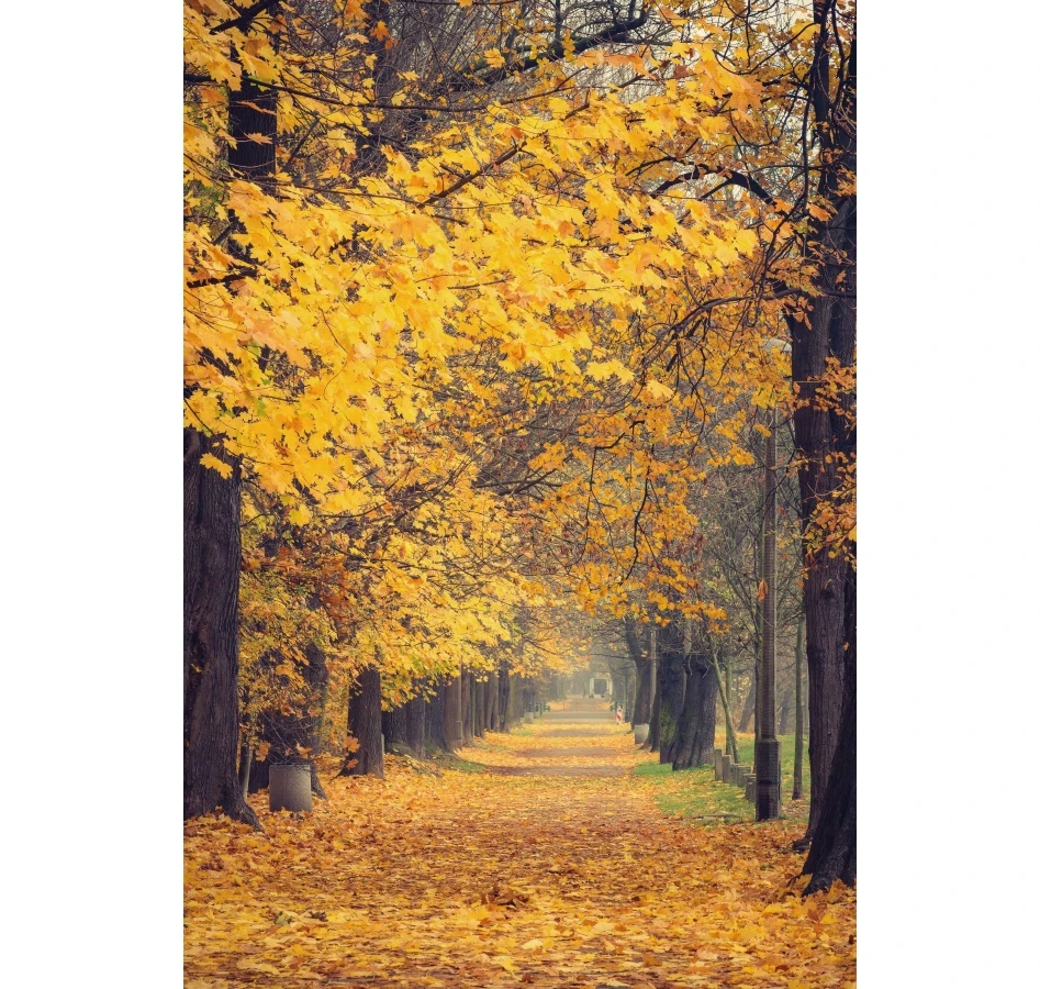 Telón de fondo de paisaje de bosque otoñal, hojas caídas, camino de campo de árbol, paisaje de naturaleza, retrato de fotografía, Fondo de estudio