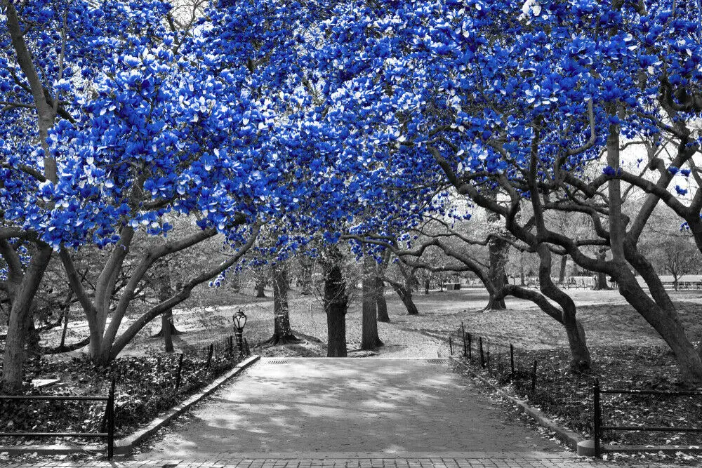 

Blue Forrest black white Decor Nature Print, Art Canvas Poster For Living Room Decoration ,Home Wall Picture