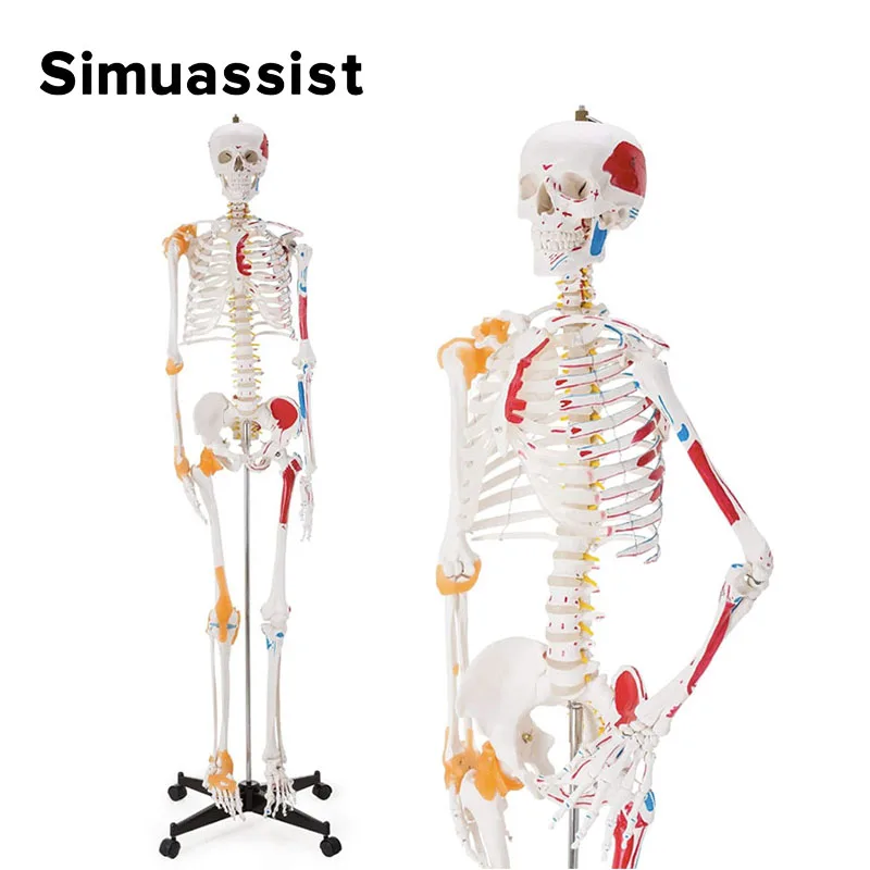 Human Skeleton 170cm Life Size PVC Material With Muscle Points and Ligament Educational Anatomy Model