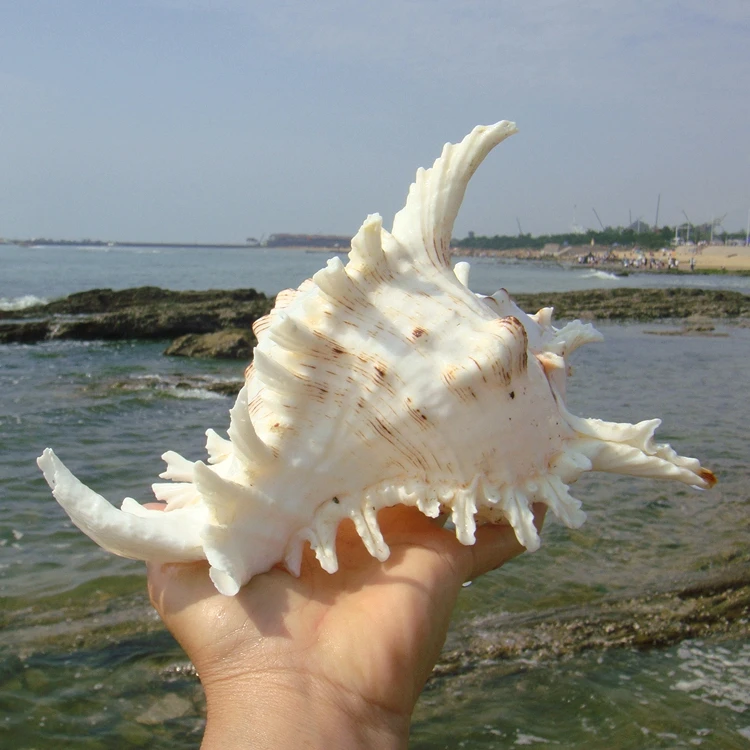 Kirin-Conch chrysanthemum Aquarium Landscape, Natural and Shell for Fish Tank, Decorative Aquarium Landsca