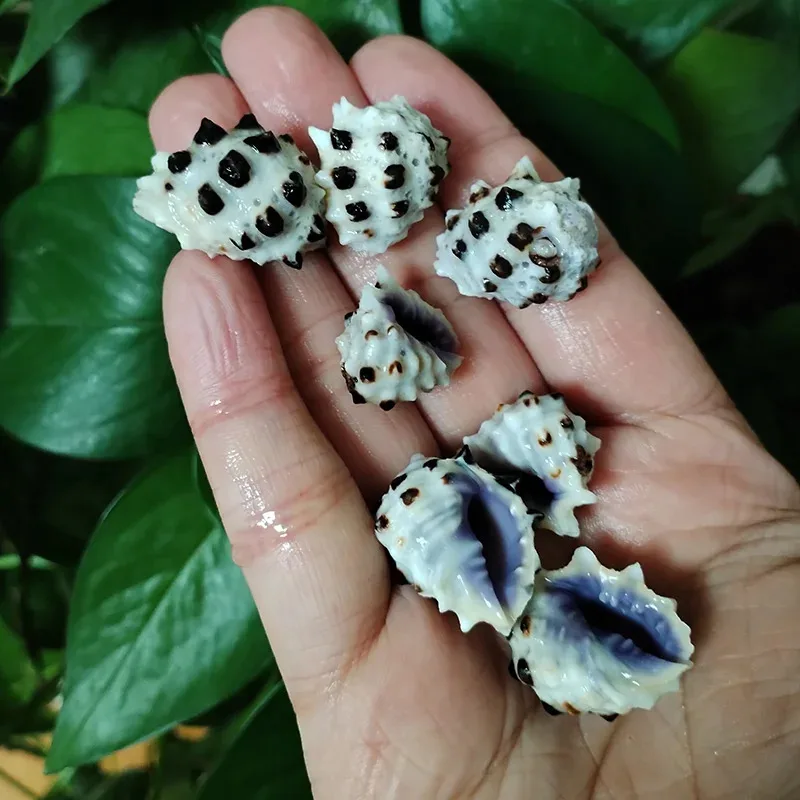 5 PCS Natural Purple Mouth Shells Drupa Morum Seashells for Decor, Crafts, Fish Tank Accessory, Beach Wedding Decor DIY Jewelry