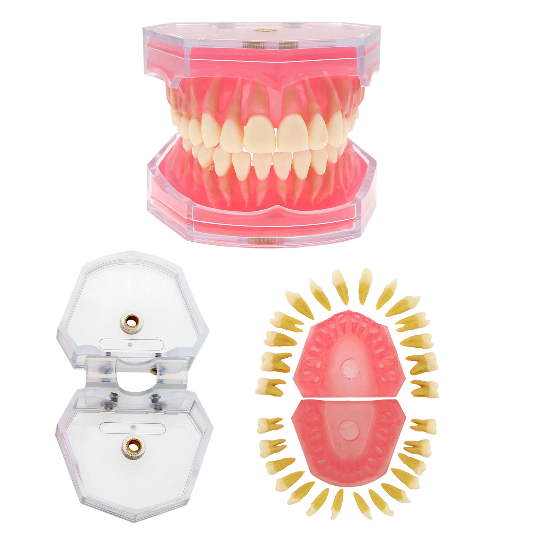 Dental Removable Teeth Model Soft Gingiva Full Mouth Detachable Resin Teeth Oral Teaching Practice Model