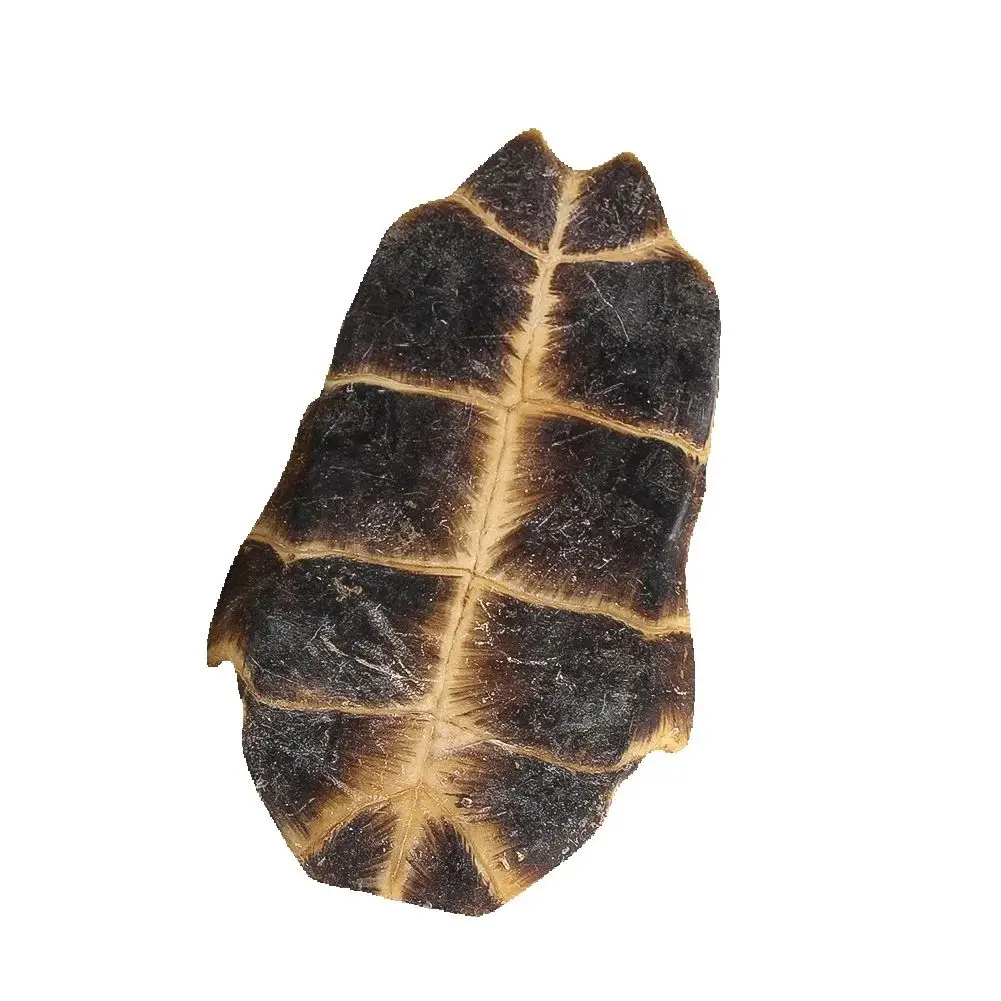 Turtle Shell Collec…