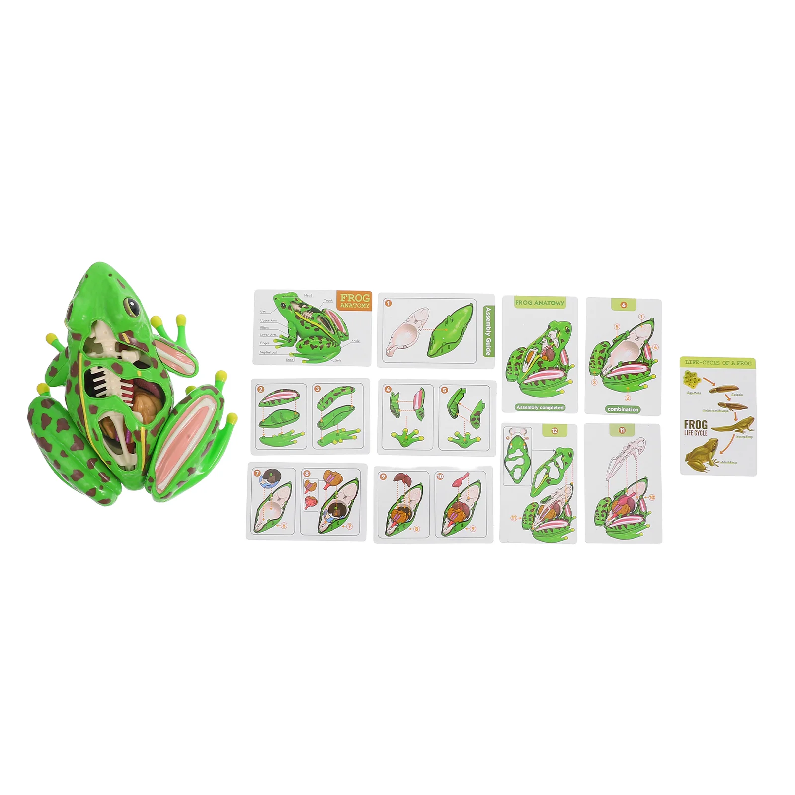 Frog Model Toy Realistic Dissection Kit for Kids Puzzle Little Plastic Frogs Anatomy Toys Assembled