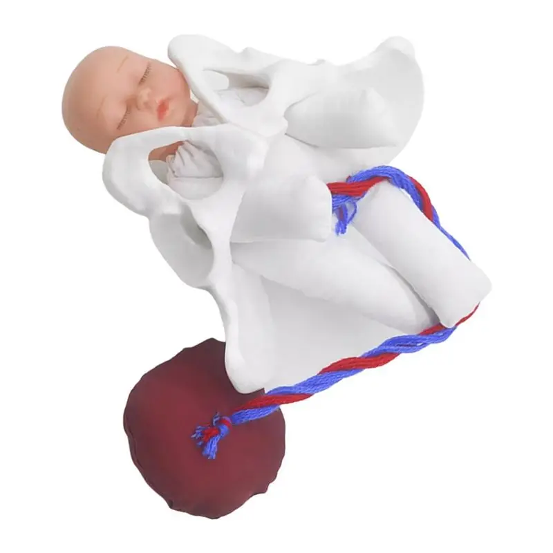Superior New Female Pelvis Model Childbirth Model For Science Education Teaching Study Fetus Umbilical Cord Placenta Model
