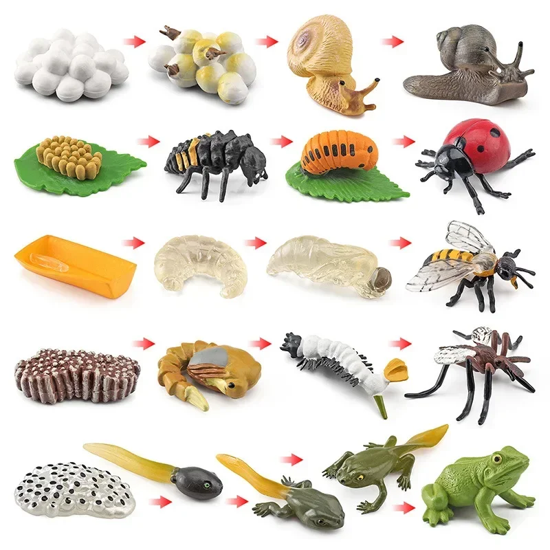 Simulation Mini Animals Growth Cycle Set and Cycle Card Montessori Teaching Aids Frog Turtle Chicken Model Action Figures Toys