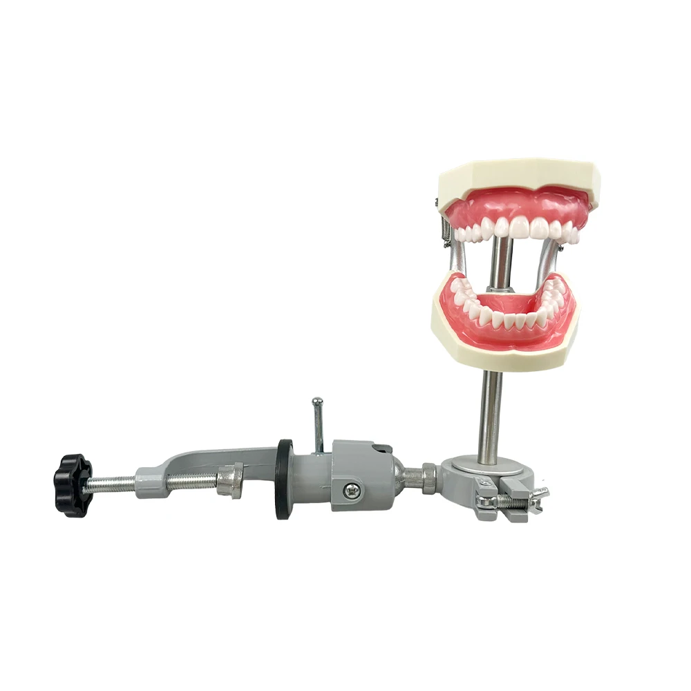 

Typodont Mounting Pole Tooth Model 360-Degree Adjustable Fix on Desk Fit Kilgore Nissin Columbia Dentoform Frasaco 360 Type