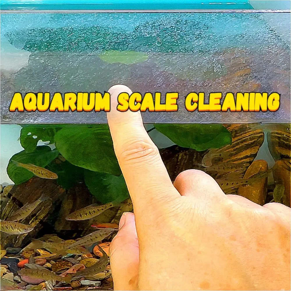 No Dead Angle Fish Tank Wipe Descaling High Elasticity Fish Tank Brush EVA Polishing Brush for Clean Water Marks on Inner Glass