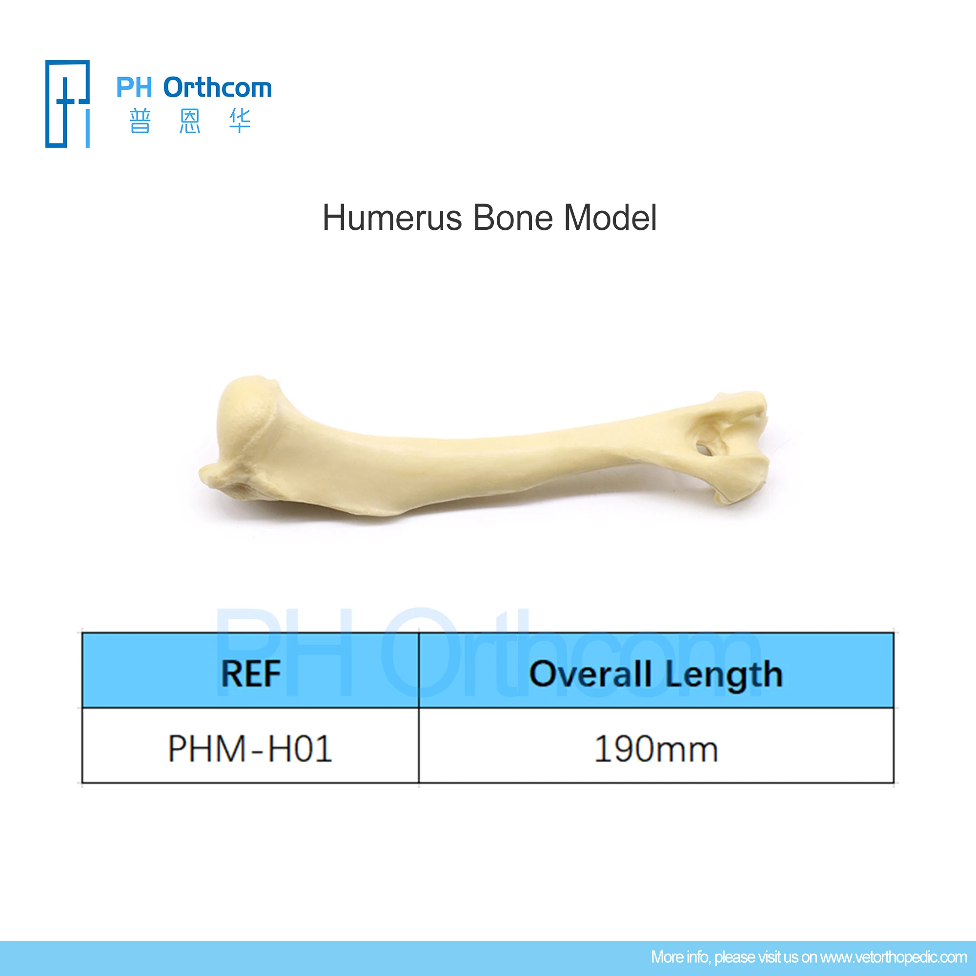 

Orthopedic Humerus Bone Model Education Pets Medical Supplies and Equipment Instruments