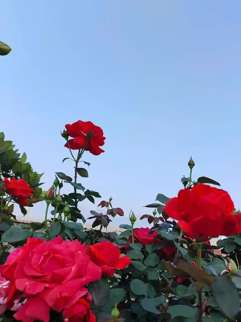 Wifi 433MHz スマートホームアラームシステム Tuya ワイヤレスセキュリティホームアラーム スマートライフ ドア開閉モーションセンサー スマートライフアプリ制御