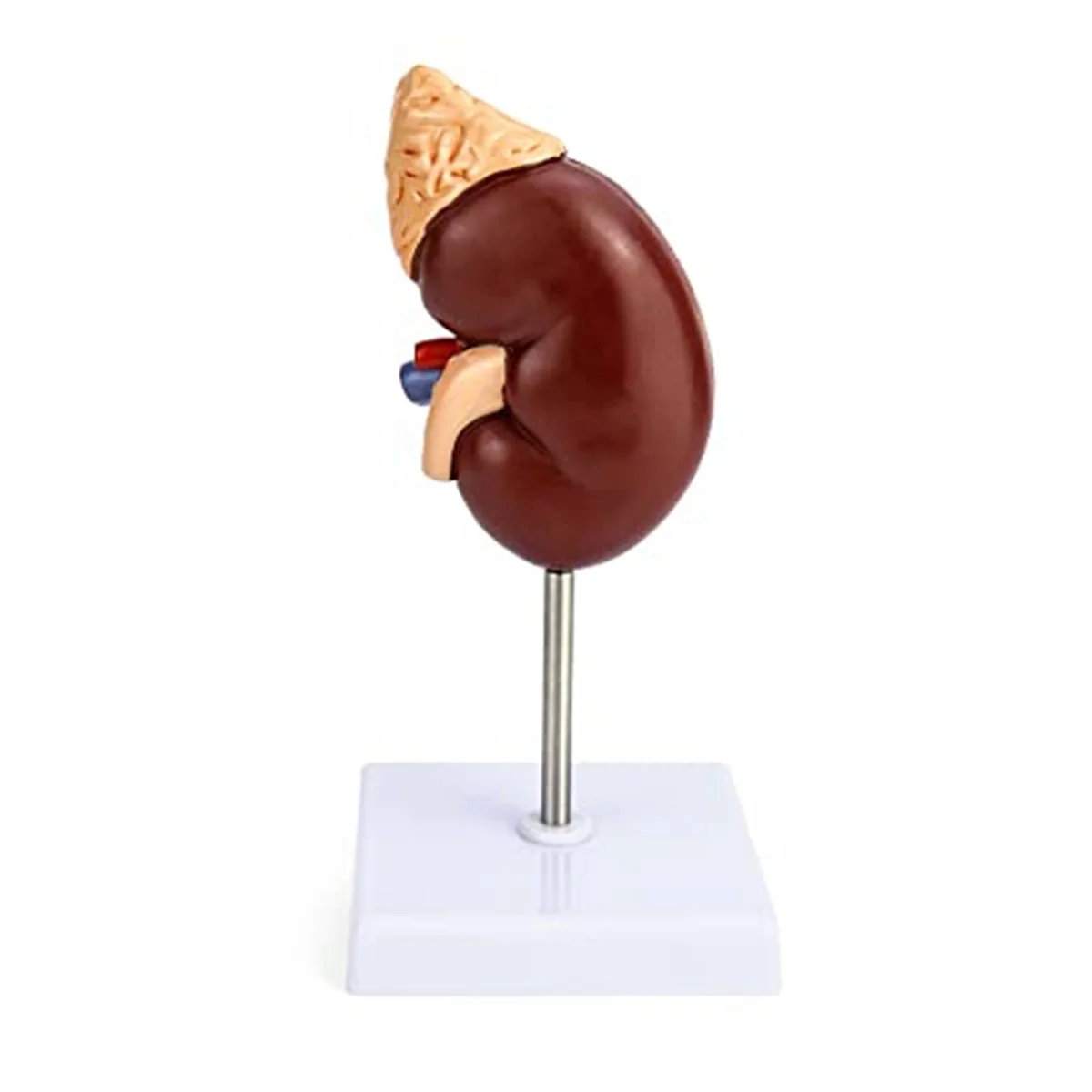 Life-Size Kidney Model, 2 Parts Showing Internal Structure a Kidney Human Anatomy Replica for Doctors Educational Tool