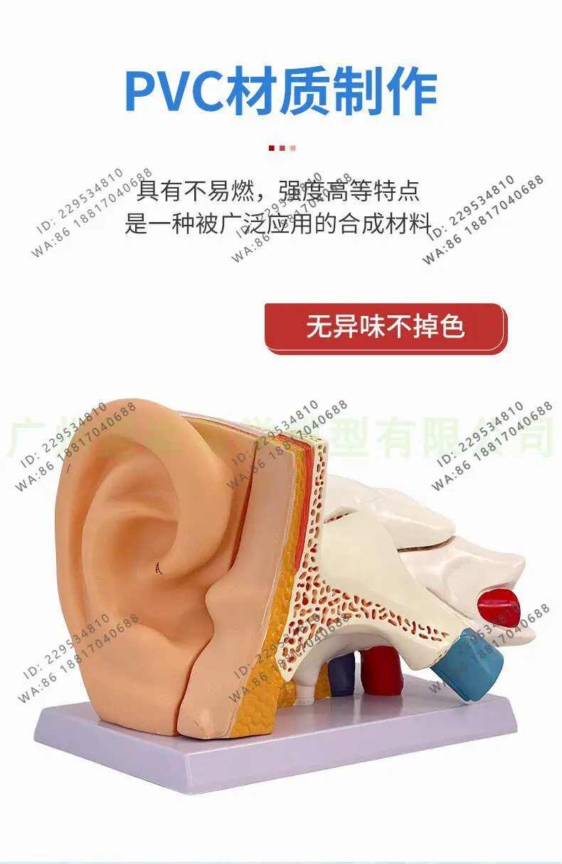 Human ear anatomy model, ear structure construction, display teaching, model