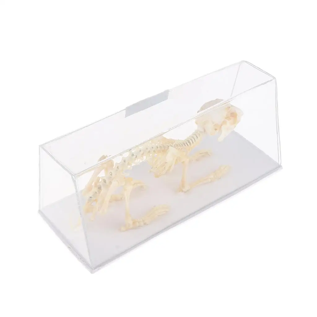 Rabbit Skeleton Copy of A Skeleton An Acrylic Case, Rectangular Shape