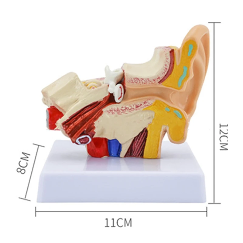1.5 مرة نموذج تشريح الأذن البشرية يظهر هيكل الأعضاء من مظاهرة الأذنين المركزية والخارجية